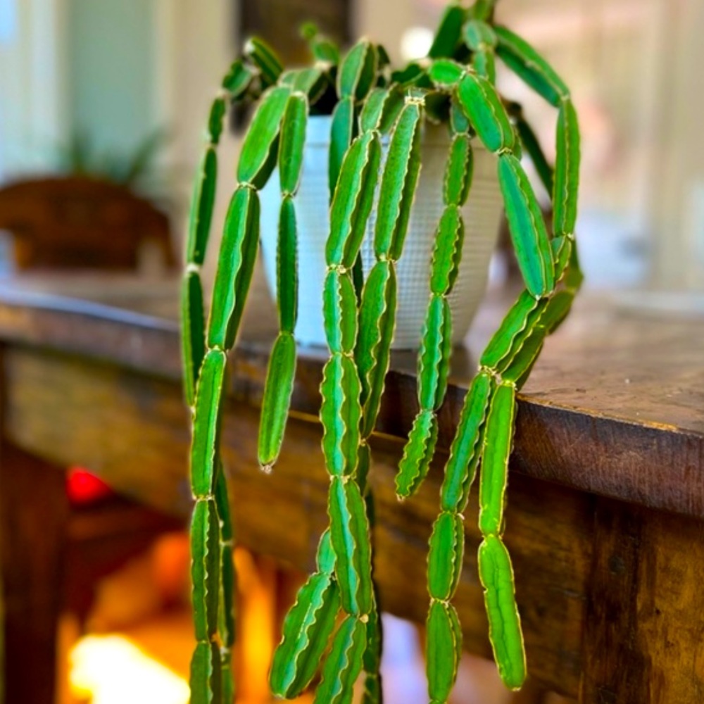 Cissus quadrangular ~ 
 { large unrooted cutting }